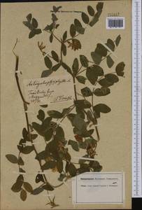Astragalus glycyphyllos L., Western Europe (EUR) (Germany)