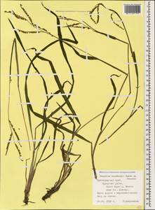 Paspalum thunbergii Kunth ex Steud., Caucasus, Black Sea Shore (from Novorossiysk to Adler) (K3) (Russia)