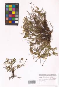 Potentilla humifusa Willd. ex D. F. K. Schltdl., Eastern Europe, Lower Volga region (E9) (Russia)