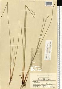 Eleocharis mamillata (H.Lindb.) H.Lindb., Eastern Europe, Central region (E4) (Russia)