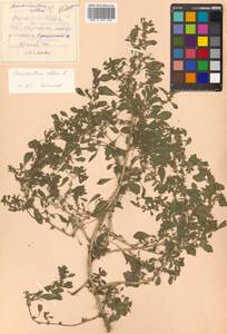 Amaranthus albus L., Siberia, Russian Far East (S6) (Russia)
