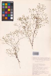 Psammophiliella muralis (L.) Ikonn., Eastern Europe, Lower Volga region (E9) (Russia)