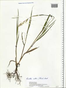 Eriochloa villosa (Thunb.) Kunth, Eastern Europe, Central forest-and-steppe region (E6) (Russia)