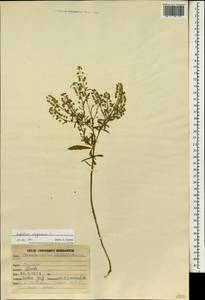 Lepidium virginicum L., South Asia, South Asia (Asia outside ex-Soviet states and Mongolia) (ASIA) (India)