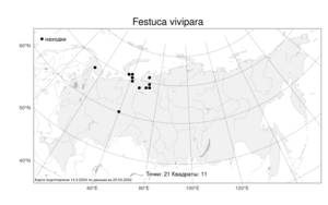 Festuca vivipara (L.) Sm., Atlas of the Russian Flora (FLORUS) (Russia)