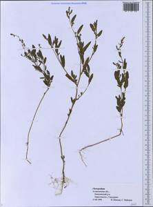 Chenopodium, Eastern Europe, Lower Volga region (E9) (Russia)