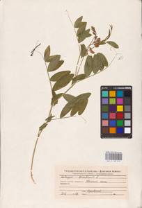 Lathyrus pisiformis L., Eastern Europe, Eastern region (E10) (Russia)