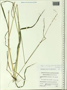 Elymus pendulinus (Nevski) Tzvelev, Siberia, Russian Far East (S6) (Russia)