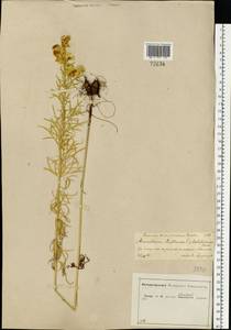 Aconitum anthora subsp. anthora, Eastern Europe, Central forest-and-steppe region (E6) (Russia)