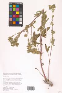 Potentilla recta L., Eastern Europe, Lower Volga region (E9) (Russia)