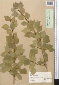 Populus simonii Carrière, Middle Asia, Pamir & Pamiro-Alai (M2) (Tajikistan)