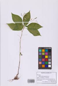 Impatiens parviflora DC., Eastern Europe, Moscow region (E4a) (Russia)