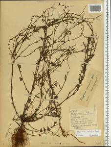 Polygonum aviculare subsp. neglectum (Besser) Arcang., Eastern Europe, Lower Volga region (E9) (Russia)