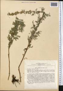 Artemisia macrantha Ledeb., Middle Asia, Muyunkumy, Balkhash & Betpak-Dala (M9) (Kazakhstan)