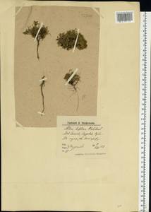 Cherleria biflora (L.) A. J. Moore & Dillenb., Eastern Europe, Northern region (E1) (Russia)