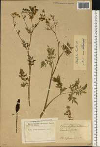 Chaerophyllum prescottii DC., Eastern Europe, Latvia (E2b) (Latvia)