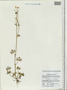 Ranunculus sceleratus L., Eastern Europe, Northern region (E1) (Russia)