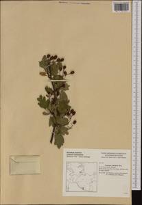Crataegus monogyna Jacq., Western Europe (EUR) (Germany)