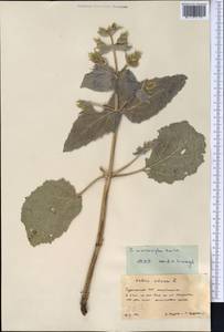 Salvia macrosiphon Boiss., Middle Asia, Karakum (M6) (Turkmenistan)