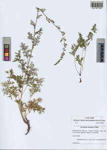 Artemisia laciniata Willd., Siberia, Altai & Sayany Mountains (S2) (Russia)