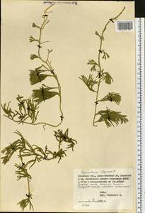 Diphasiastrum alpinum (L.) Holub, Siberia, Western Siberia (S1) (Russia)