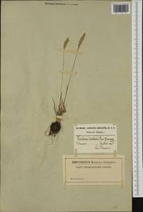 Koeleria macrantha (Ledeb.) Schult., Western Europe (EUR) (Belgium)