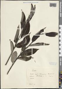 Salix, South Asia, South Asia (Asia outside ex-Soviet states and Mongolia) (ASIA) (China)