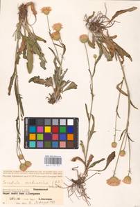 Klasea cardunculus (Pall.) Holub, Eastern Europe, Lower Volga region (E9) (Russia)