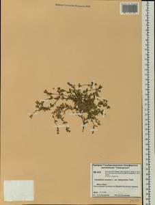 Cerastium arvense L., Siberia, Central Siberia (S3) (Russia)