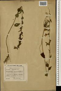 Campanula rapunculoides L., Caucasus, Georgia (K4) (Georgia)