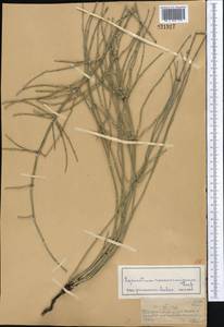 Equisetum ramosissimum Desf., Middle Asia, Muyunkumy, Balkhash & Betpak-Dala (M9) (Kazakhstan)