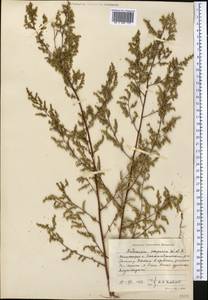 Artemisia scoparia Waldst. & Kit., Middle Asia, Western Tian Shan & Karatau (M3) (Uzbekistan)