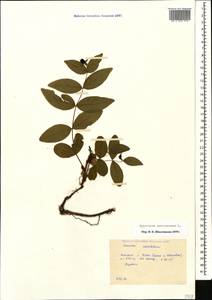 Hypericum androsaemum L., Caucasus, Krasnodar Krai & Adygea (K1a) (Russia)