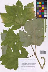 Heracleum sphondylium L., Eastern Europe, Central forest-and-steppe region (E6) (Russia)