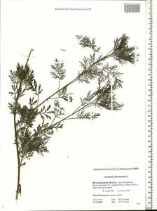 Artemisia abrotanum L., Eastern Europe, Lower Volga region (E9) (Russia)