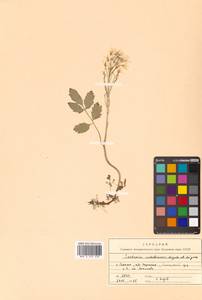 Cardamine macrophylla Willd., Siberia, Russian Far East (S6) (Russia)