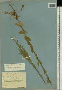 Arabis planisiliqua (Pers.) Rchb., Eastern Europe, Eastern region (E10) (Russia)