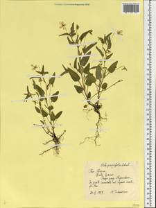 Viola stagnina Kit., Eastern Europe, Central region (E4) (Russia)