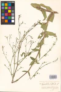 Gypsophila perfoliata L., Eastern Europe, Moscow region (E4a) (Russia)