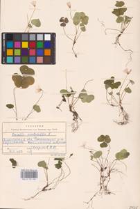 Oxalis acetosella L., Eastern Europe, Western region (E3) (Russia)