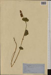 Trifolium incarnatum L., Western Europe (EUR) (Switzerland)