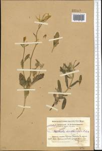 Matthiola chenopodiifolia Fisch. & C. A. Mey., Middle Asia, Syr-Darian deserts & Kyzylkum (M7)