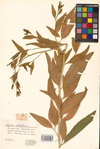 Lepidium latifolium L., Eastern Europe, Central forest-and-steppe region (E6) (Russia)