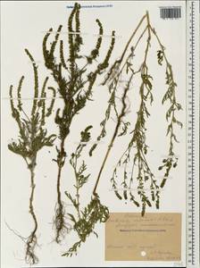Ambrosia artemisiifolia L., Caucasus, Stavropol Krai, Karachay-Cherkessia & Kabardino-Balkaria (K1b) (Russia)