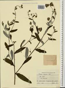 Cirsium arvense var. vestitum Krock. ex E. Wimm. & Grab., Caucasus, Abkhazia (K4a) (Abkhazia)
