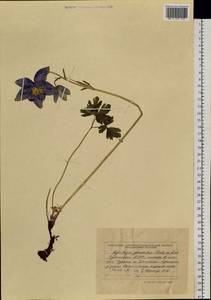 Aquilegia glandulosa Fisch., Siberia, Altai & Sayany Mountains (S2) (Russia)