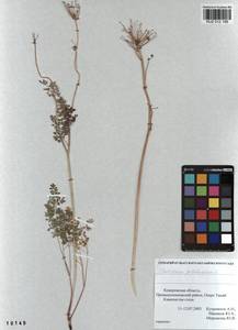 Thalictrum petaloideum L., Siberia, Altai & Sayany Mountains (S2) (Russia)