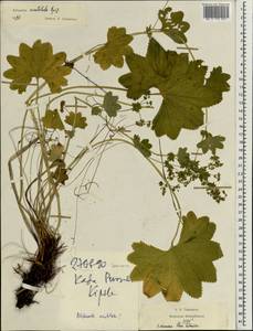 Alchemilla vulgaris L., Eastern Europe, Estonia (E2c) (Estonia)