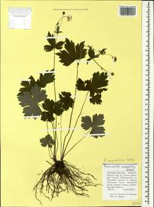 Ranunculus cappadocicus Willd., Caucasus, Stavropol Krai, Karachay-Cherkessia & Kabardino-Balkaria (K1b) (Russia)