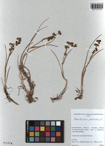 Scheuchzeria palustris L., Siberia, Altai & Sayany Mountains (S2) (Russia)